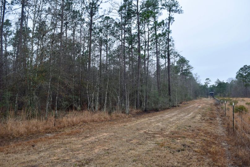 71 middle ways along north property line looking west-2