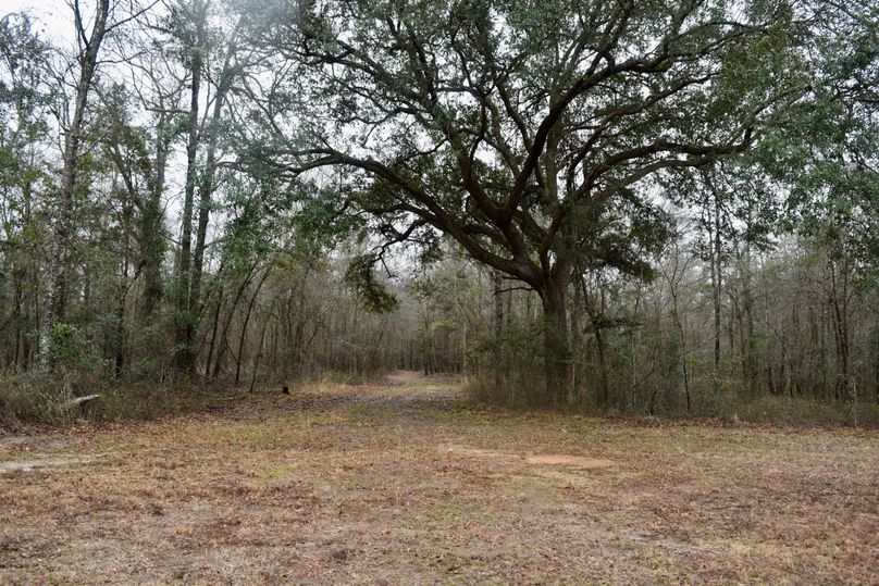 73 mature water oaks-2