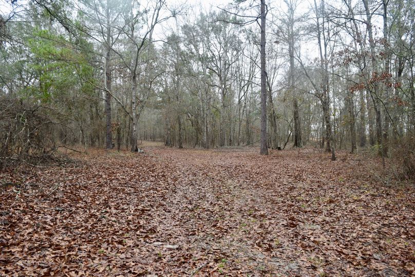 86 interior trail through mixed timber-2