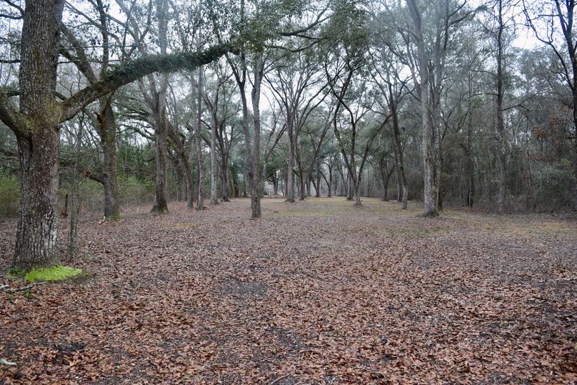 83 southeast corner of property looking west through beautiful water oaks-2