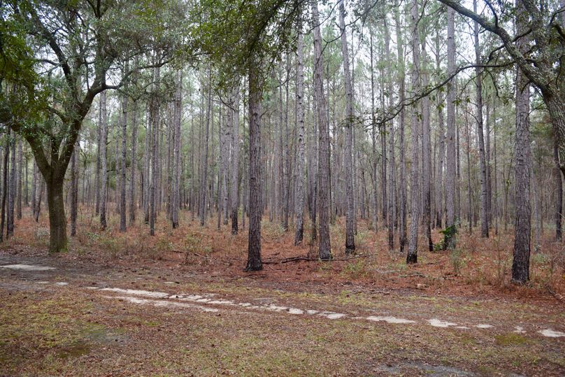 94 timber investment-2