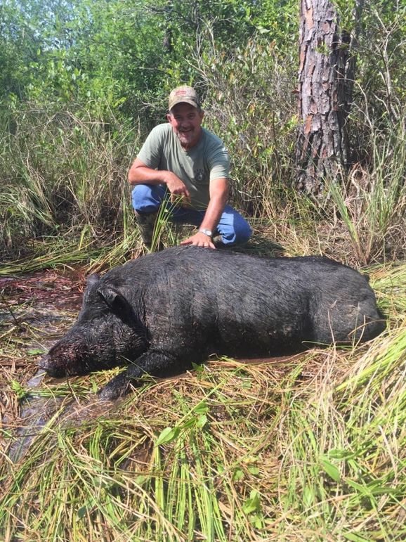 01 big boar (479 lbs live weight)