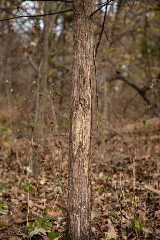 Um9sYW5kaGF5ZGVubm9kYXdheTE5Mi0xOQ==