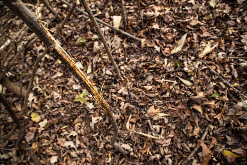 Um9sYW5kaGF5ZGVubm9kYXdheTE5Mi0yMw==