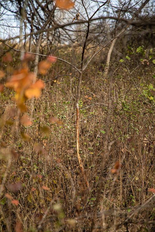 Um9sYW5kaGF5ZGVubm9kYXdheTE5Mi0zOA==