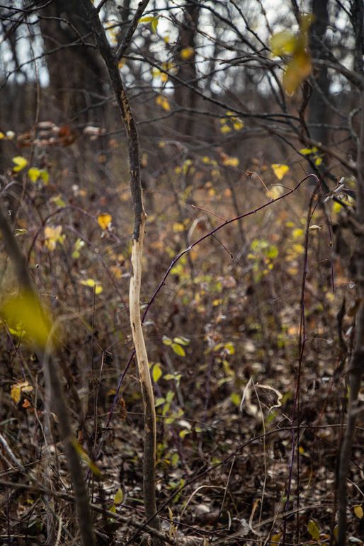 Um9sYW5kaGF5ZGVubm9kYXdheTE5Mi00MQ==