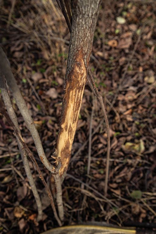 Um9sYW5kaGF5ZGVubm9kYXdheTE5Mi00OQ==