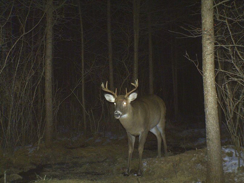 Deer5