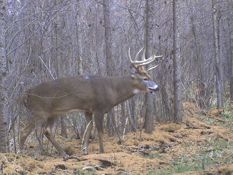 Deer19