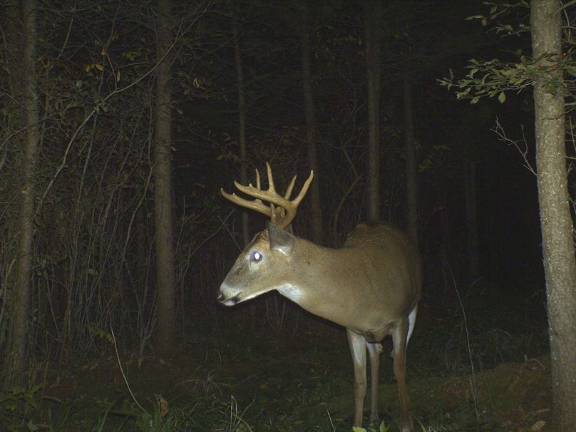 Deer22