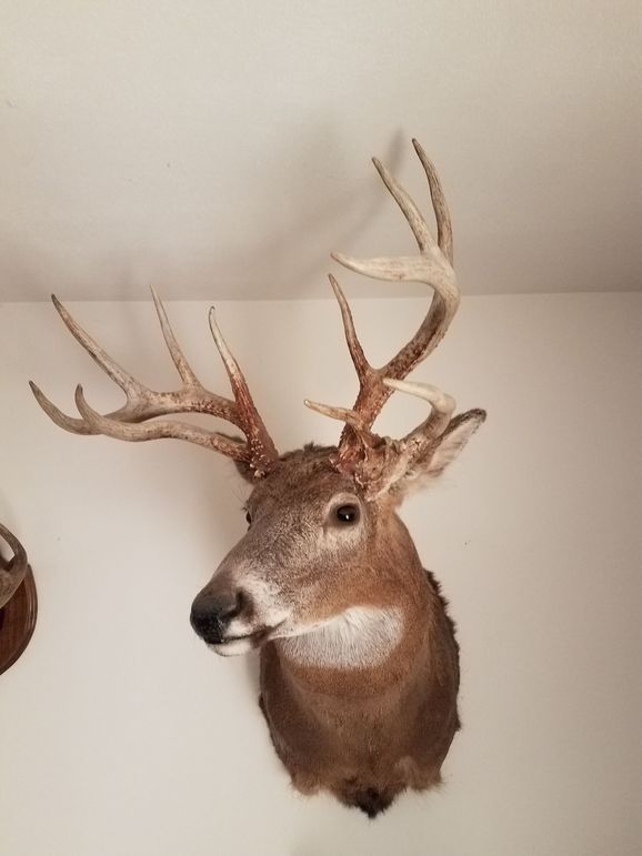 Deer29