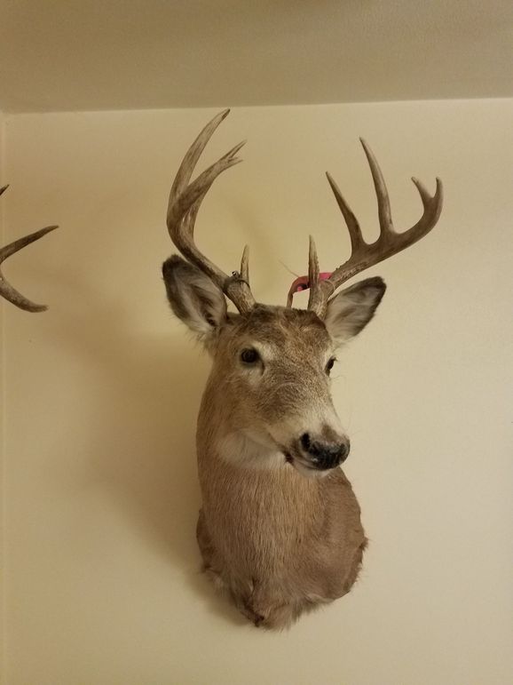 Deer30