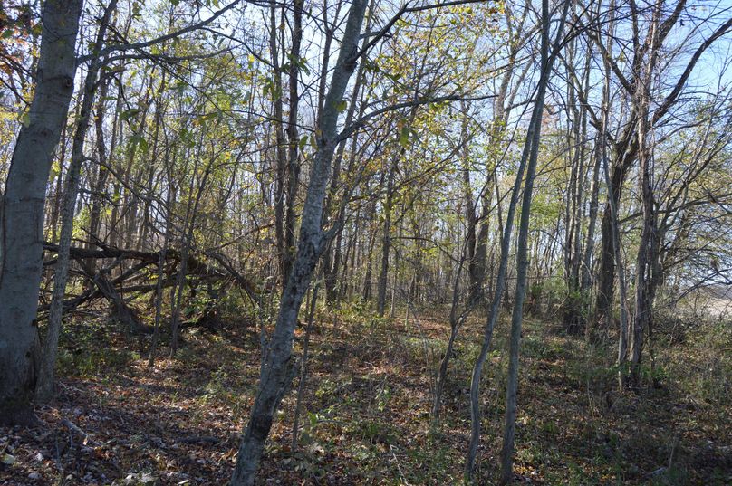 TmUgY29ybmVyIG9mIHdvb2RzICgyKQ==