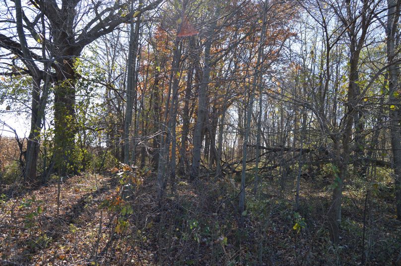 TmUgY29ybmVyIG9mIHdvb2Rz