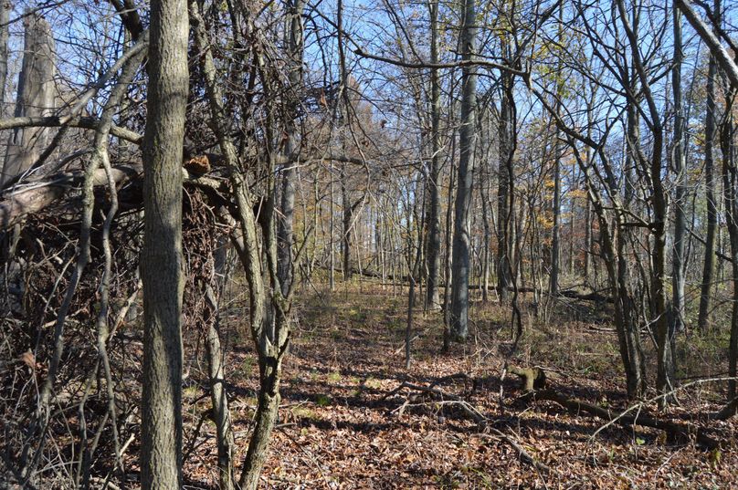 TmljZSB0cmFpbCBhbG9uZyBzb3V0aCBlZ2RlIGluIHdvb2Rz