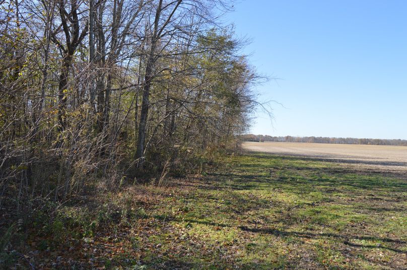 Tm9ydGggZWRnZSBvZiB3b29kcw==