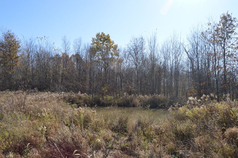 QSBudyBjb3JuZXIgbG9va2luZyBvdmVyIHBvbmQ=