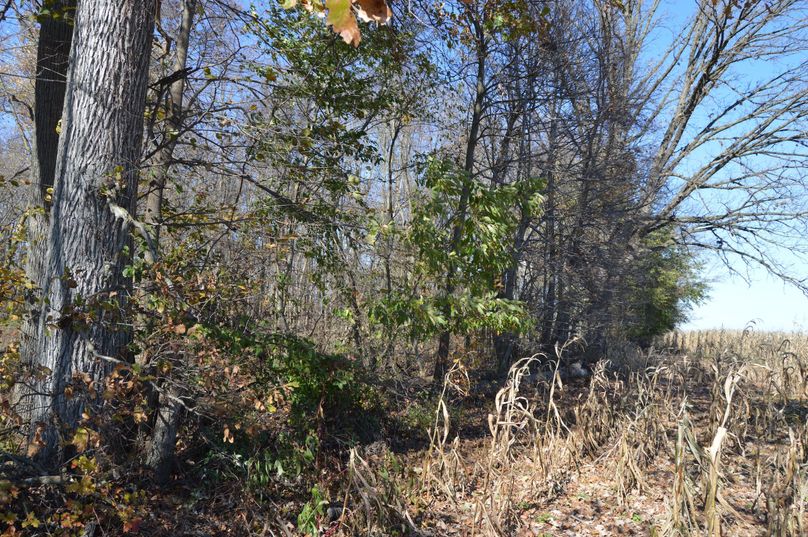 RWFzdCBlZGdlIG9mIHdvb2Rz