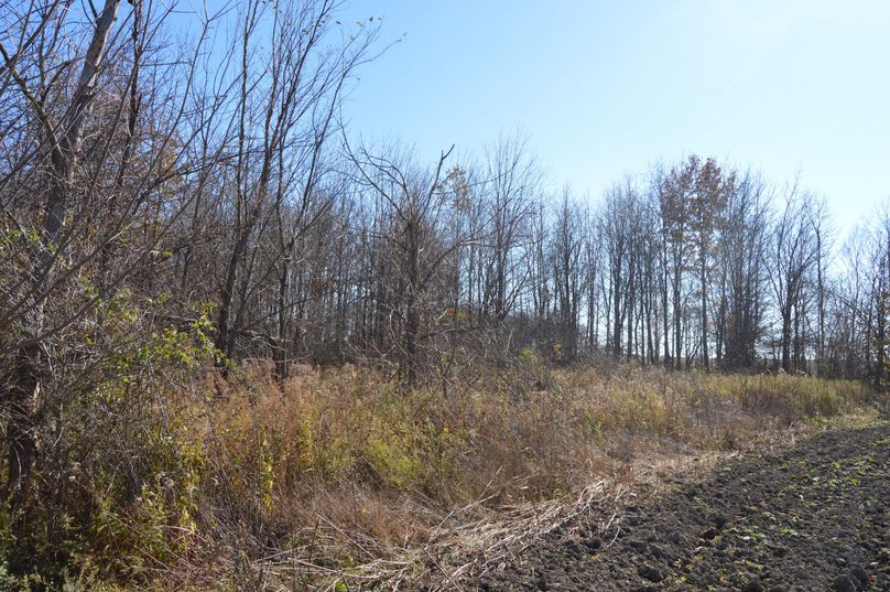 U3cgY29ybmVyIG9mIHdvb2Rz