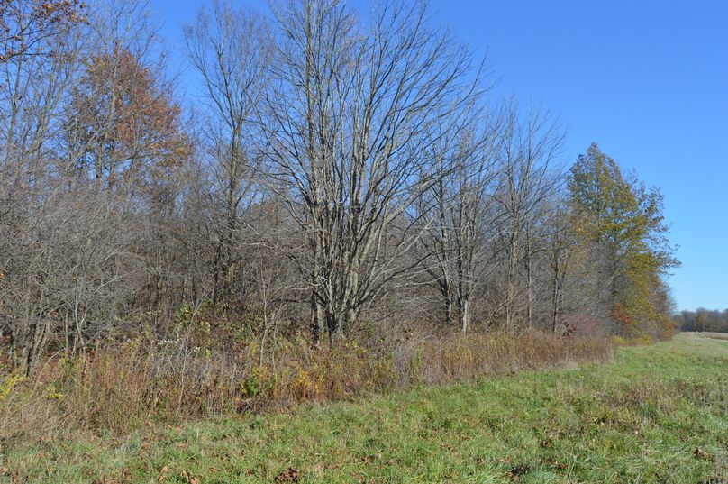 U291dGggZWRnZSBvZiB3b29kcw==