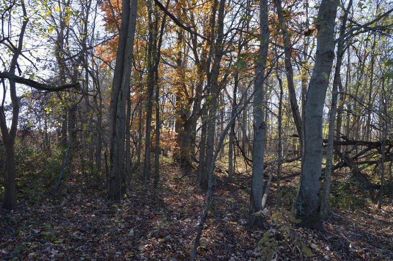 VmlldyBvZiBub3J0aCBlZGdlIG9mIHdvb2Rz