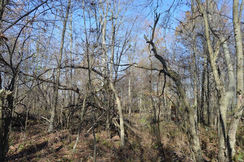 VmlldyBvZiB3b29kcyBpbiBzdyBjb3JuZXI=