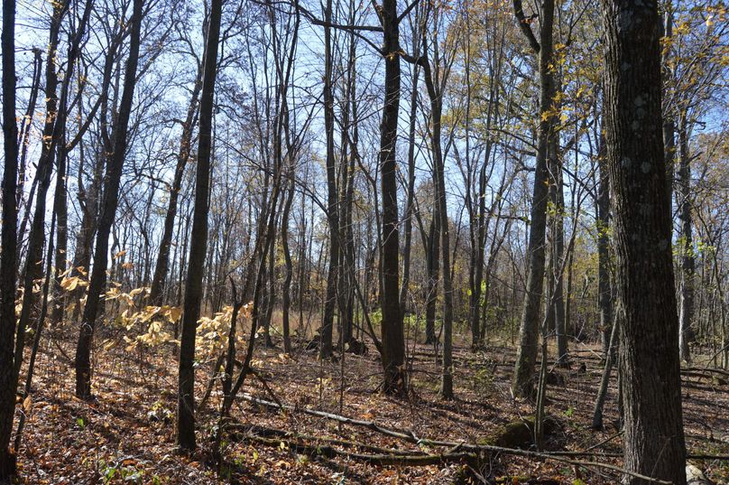 VmlldyBvZiB3b29kcyBsb29raW5nIHdlc3Q=