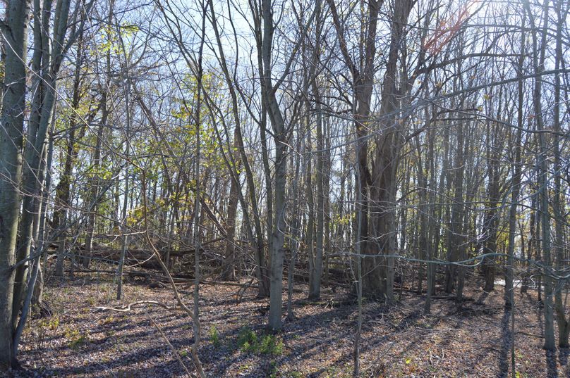 VmlldyBvZiB3b29kcyBsb29raW5nIHNvdXRo