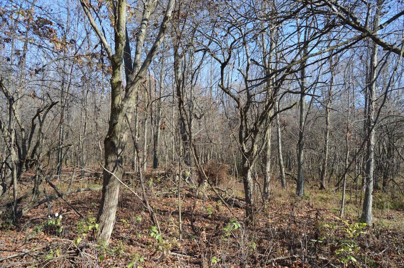 V29vZHMgbG9raW5nIG5vcnRo