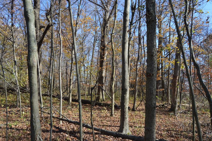 V29vZHMgbG9va2luZyBlc2F0