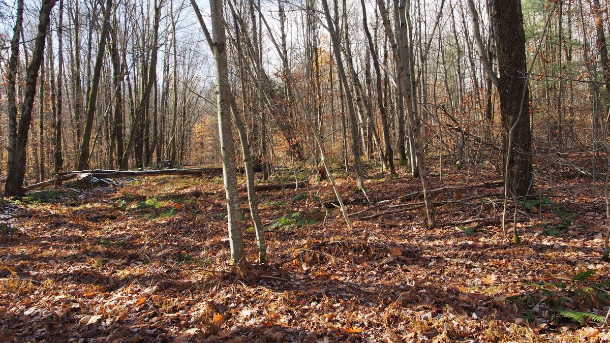 Melondy Hill Private Wooded Retreat Borders State Forest Whitetail