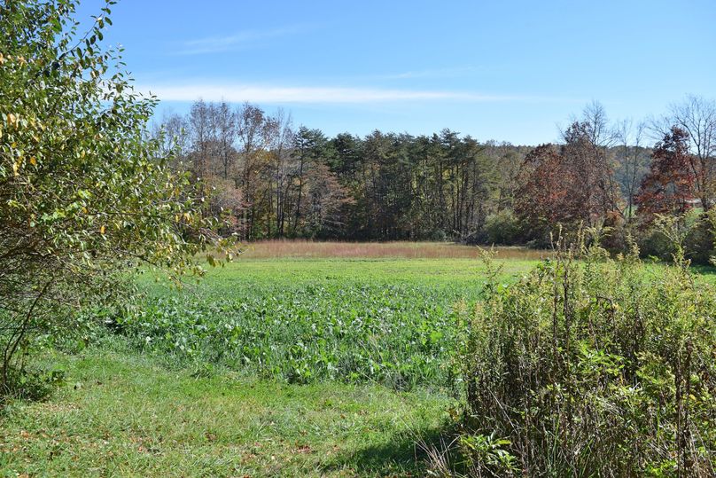 Dsc 0319 food plot 1 final