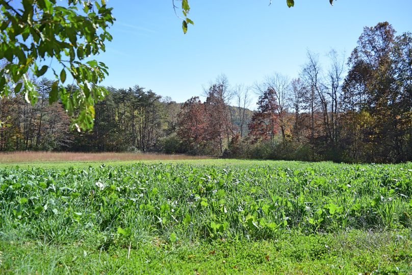 Dsc 0331 food plot 2 final