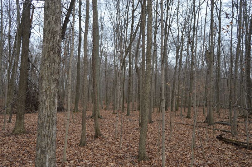 West property line in woods