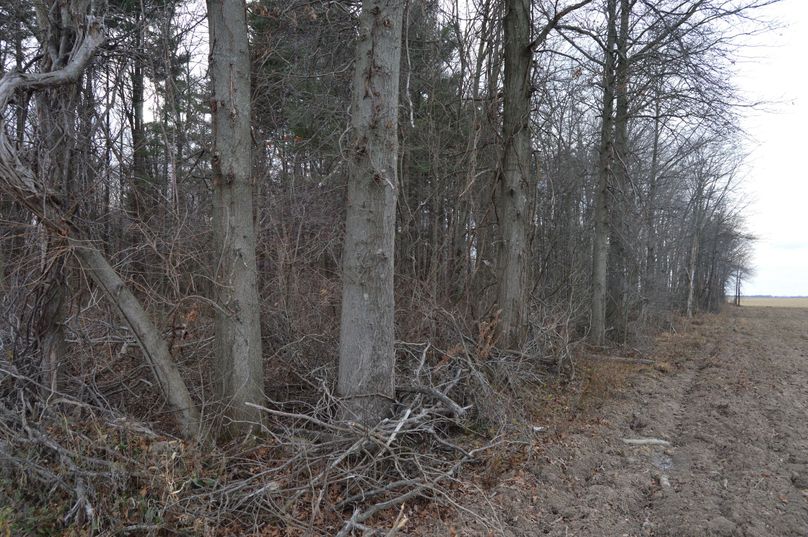 North line along pines