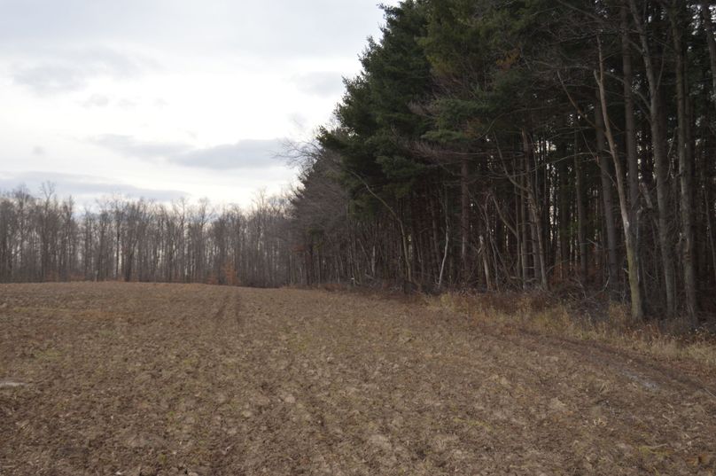 East line along pines