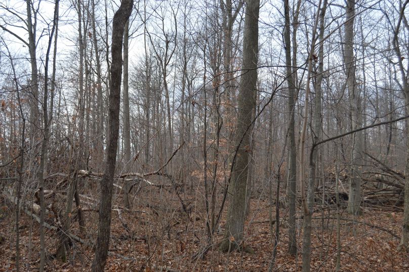 East property line looking north