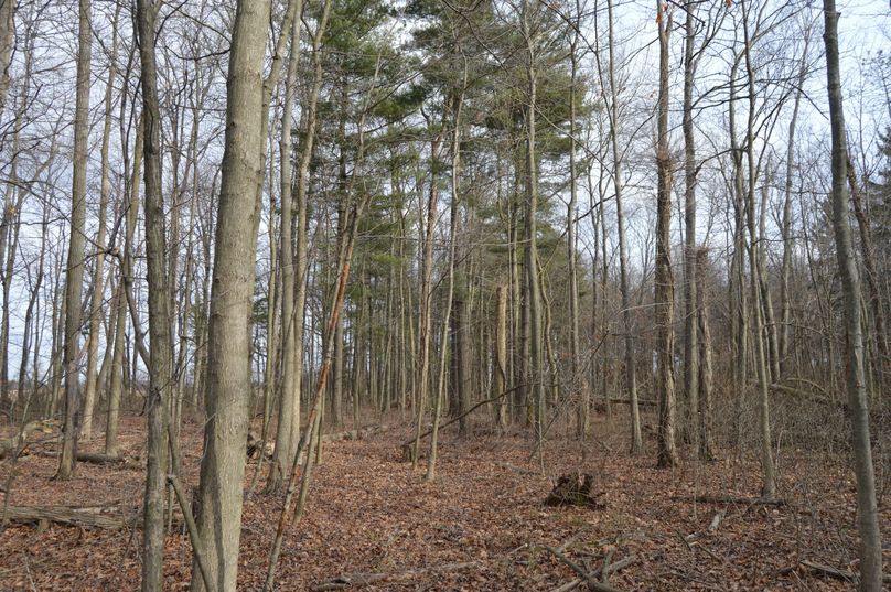 Looking into pine thicket