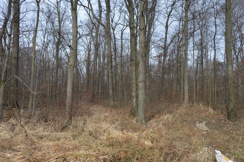 Looking north along west property line