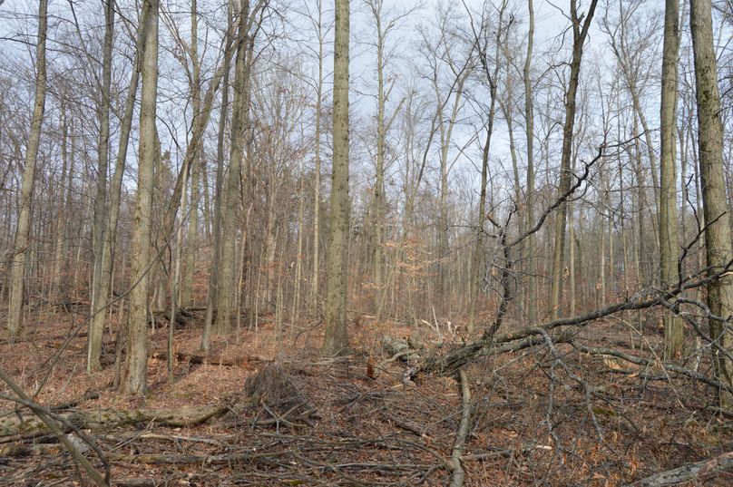 Looking north fron sw corner