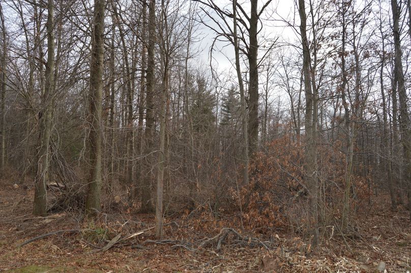 Looking south into woods