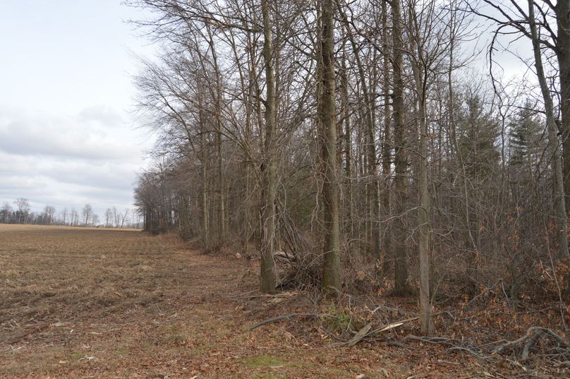 View of north property line