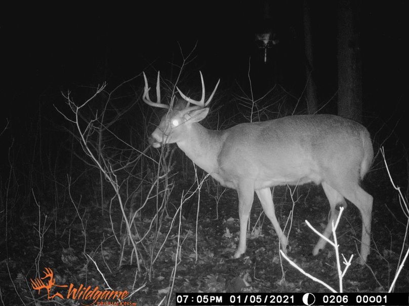 Deer 1-5-21