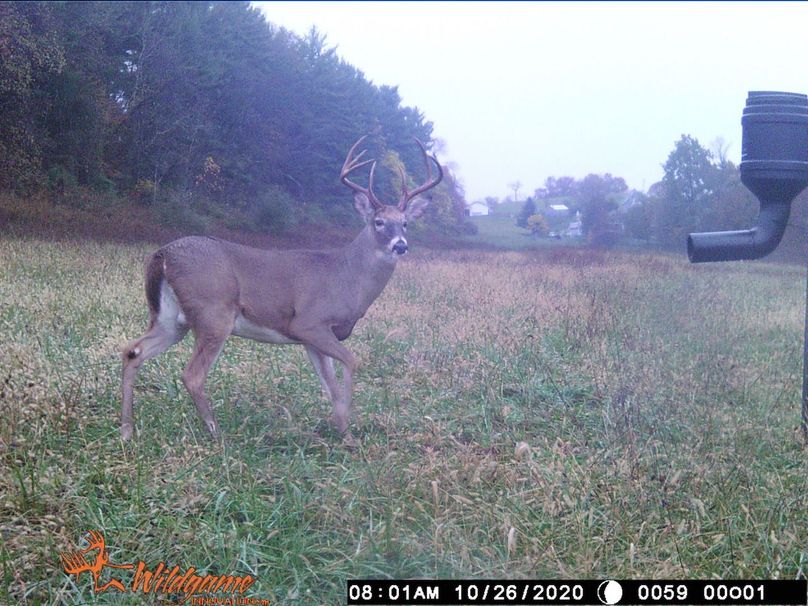 Deer 10-26-20