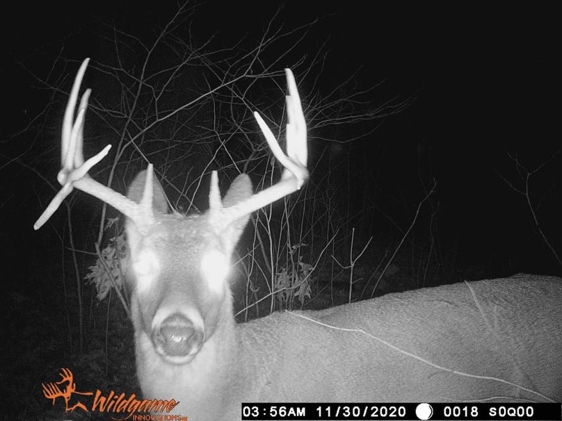 Deer 11-30-20