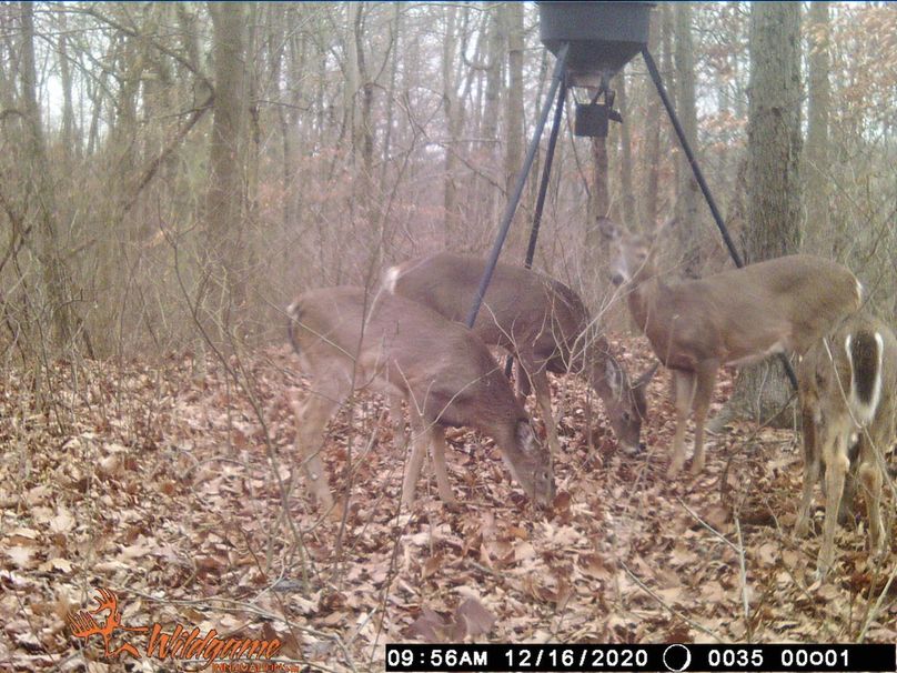 Deer 12-16-20