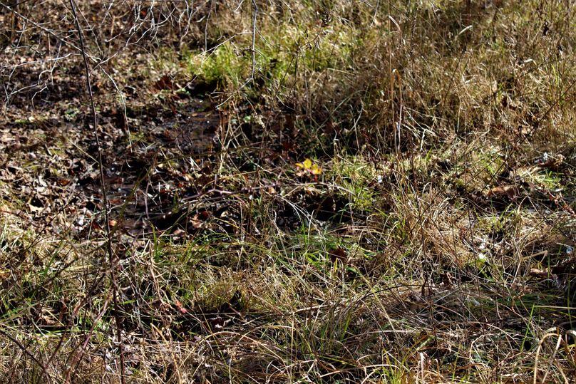 003 spring the feeds into left fork little blaine creek