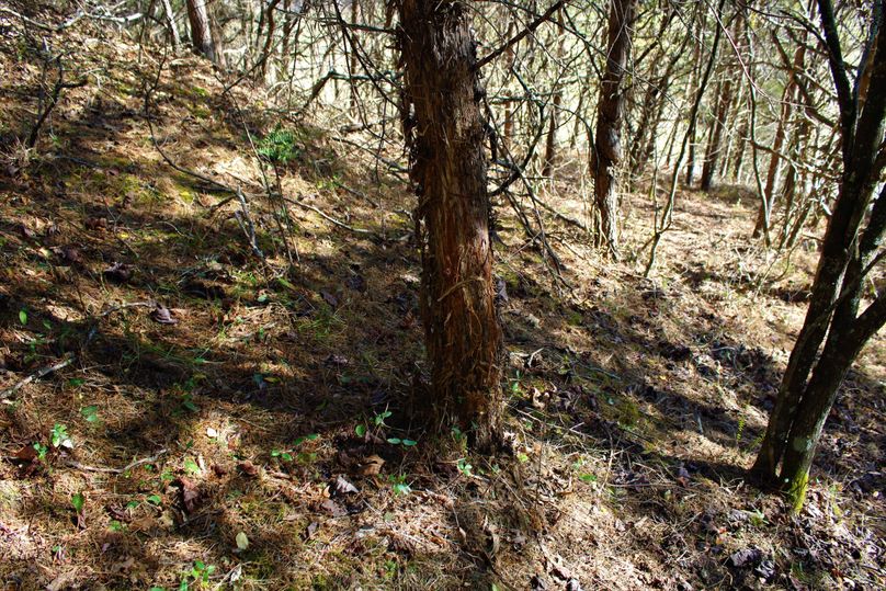 005 giant fresh rub from the past years rut