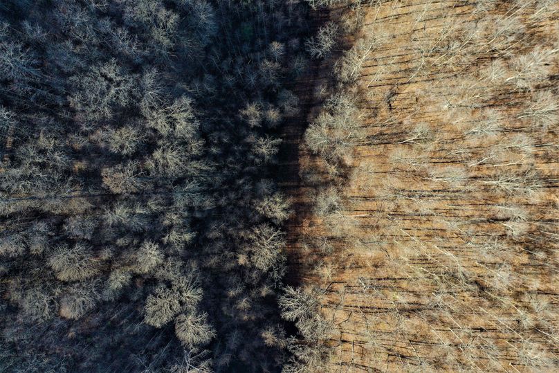 009 awesome aerial view looking down on the canopy in the late afternoon