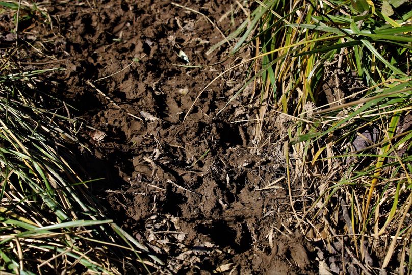 010 heavily traveled deer trail leading into the valley fields